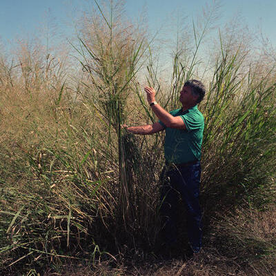 Panicum unspecified picture