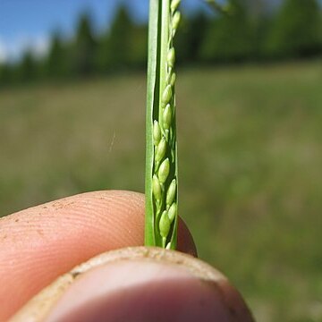 Panicum gilvum unspecified picture