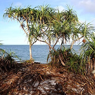 Pandanus odorifer unspecified picture