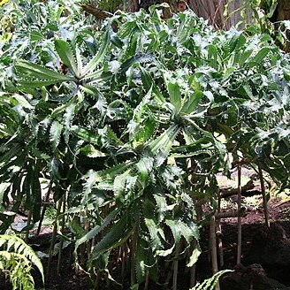 Pandanus pristis unspecified picture