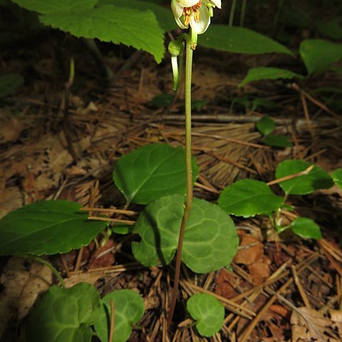 Pyrola renifolia unspecified picture