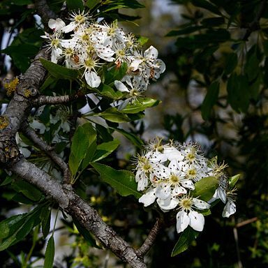 Pyrus syriaca unspecified picture