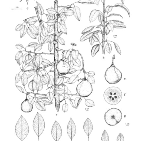 Pyrus sicanorum unspecified picture