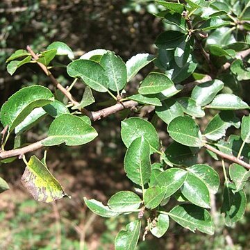 Pyrus vallis-demonis unspecified picture