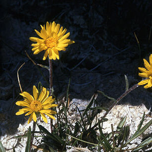 Pyrrocoma uniflora unspecified picture