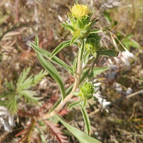 Pyrrocoma liatriformis unspecified picture