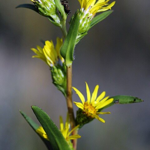 Pyrrocoma racemosa unspecified picture