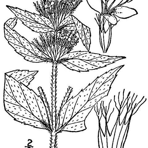 Pycnanthemum pycnanthemoides unspecified picture