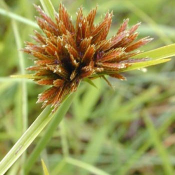 Cyperaceae unspecified picture