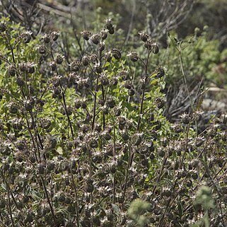 Phacelia egena unspecified picture