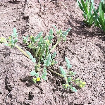 Phacelia monoensis unspecified picture