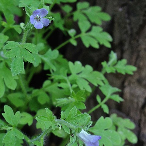 Phacelia covillei unspecified picture