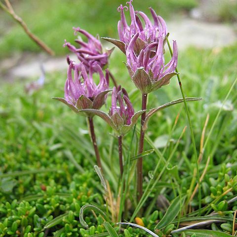 Phyteuma confusum unspecified picture