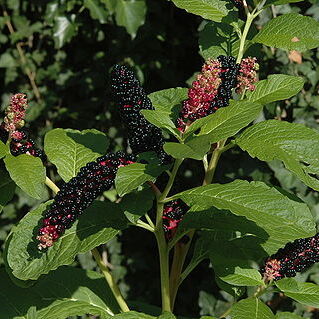 Phytolacca unspecified picture