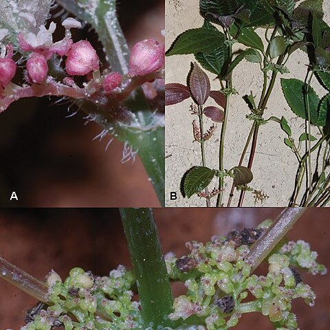 Pilea cavernicola unspecified picture