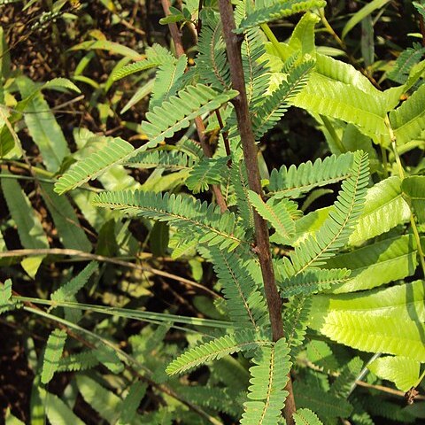 Phyllanthus lawii unspecified picture