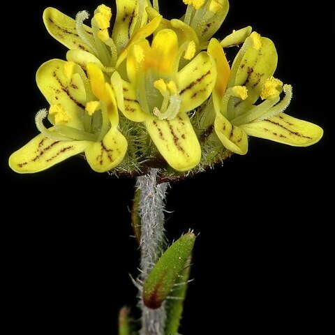 Phyllopodium heterophyllum unspecified picture