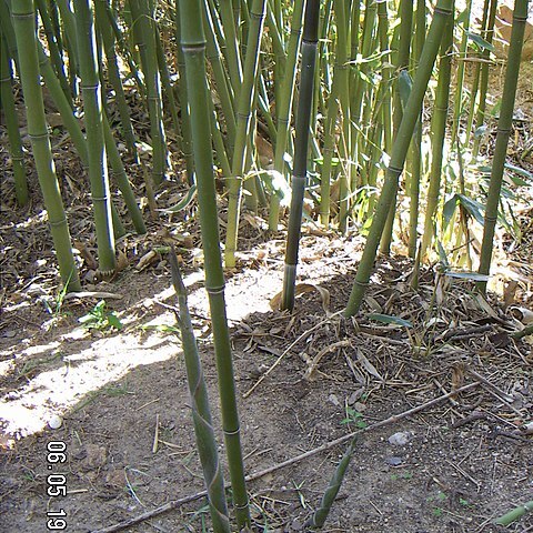 Phyllostachys bissetii unspecified picture