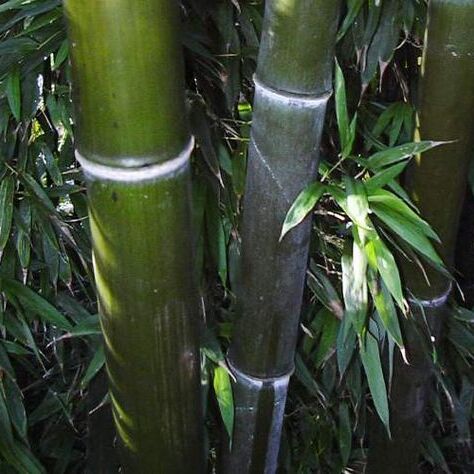 Phyllostachys unspecified picture