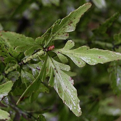 Phyllocladus unspecified picture