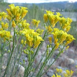 Physaria douglasii (s.watson) o'kane unspecified picture