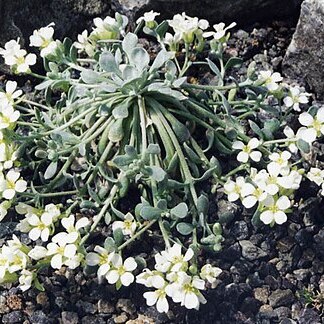 Physaria eburniflora unspecified picture