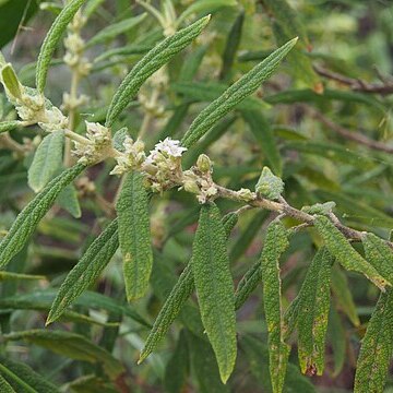 Pityrodia salvifolia unspecified picture