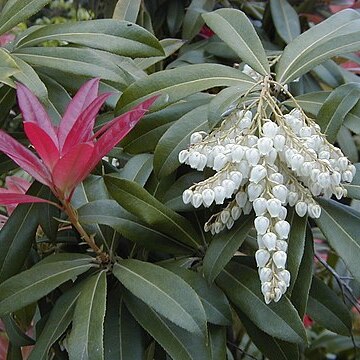 Pieris formosa unspecified picture