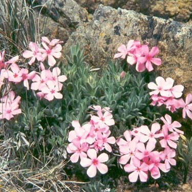 Phlox hirsuta unspecified picture