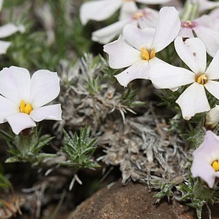 Phlox hoodii unspecified picture