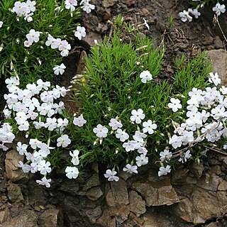 Phlox multiflora unspecified picture