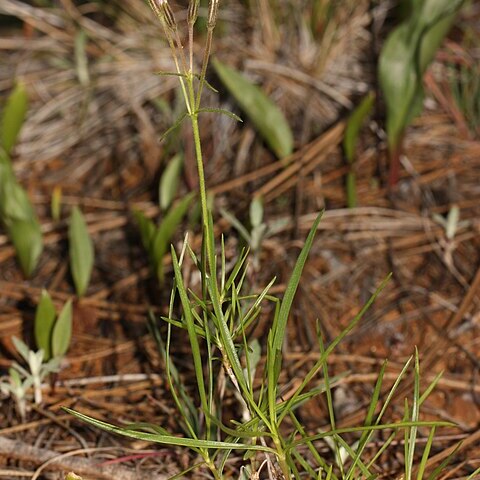 Phlox speciosa unspecified picture