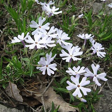 Phlox bifida unspecified picture