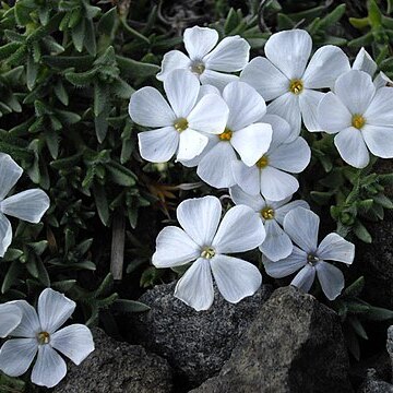 Phlox kelseyi unspecified picture