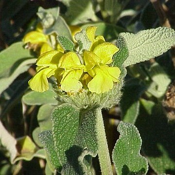 Phlomis unspecified picture