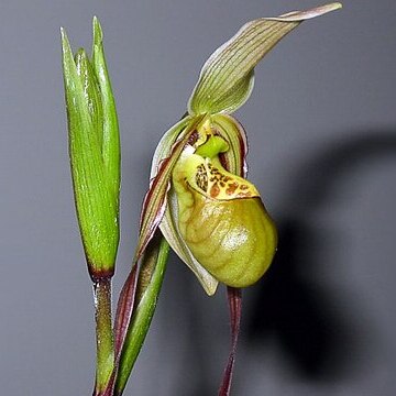 Phragmipedium caricinum unspecified picture