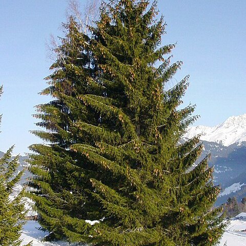 Picea unspecified picture