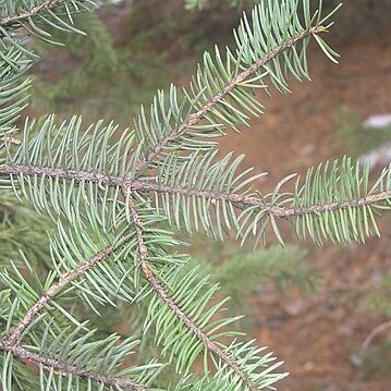 Picea meyeri unspecified picture