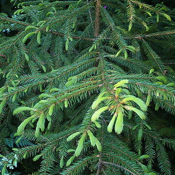 Picea koraiensis unspecified picture