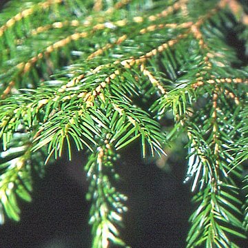 Picea jezoensis subsp. hondoensis unspecified picture