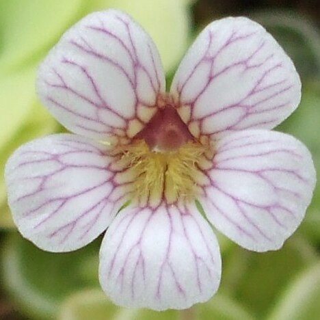 Pinguicula kondoi unspecified picture