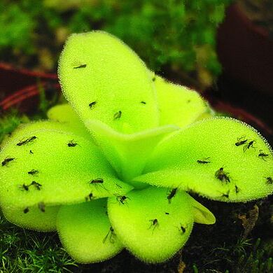 Pinguicula gigantea unspecified picture