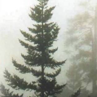 Abies guatemalensis unspecified picture