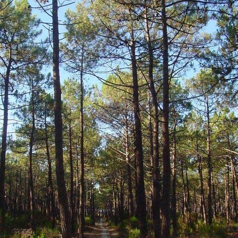 Pinus unspecified picture