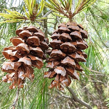 Pinus pinceana unspecified picture