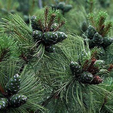 Pinus pumila unspecified picture