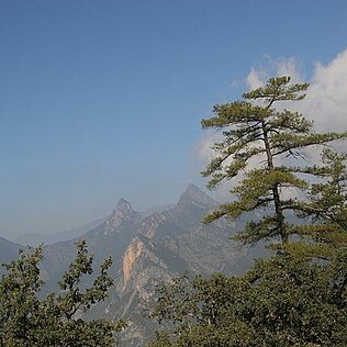 Pinus teocote unspecified picture