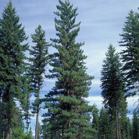 Pinus monticola unspecified picture