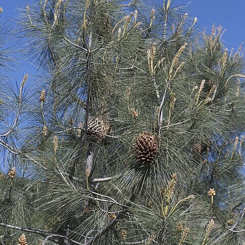 Pinus sabiniana unspecified picture