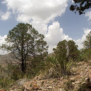 Pinus remota unspecified picture